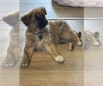 Small #2 Mutt