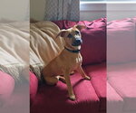 Small #16 Labrador Retriever Mix
