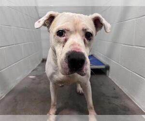 American Bulldog-Unknown Mix Dogs for adoption in Tavares, FL, USA