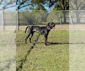 Catahoula Leopard Dog-Unknown Mix Dogs for adoption in Vero Beach, FL, USA