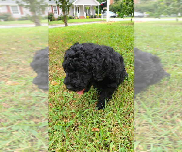 Medium Photo #5 Labradoodle Puppy For Sale in RALEIGH, NC, USA