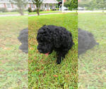 Small Photo #5 Labradoodle Puppy For Sale in RALEIGH, NC, USA