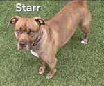 Small American Pit Bull Terrier