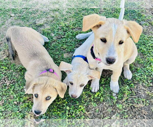Medium Photo #2 Labrador Retriever-Unknown Mix Puppy For Sale in Jefferson, NJ, USA