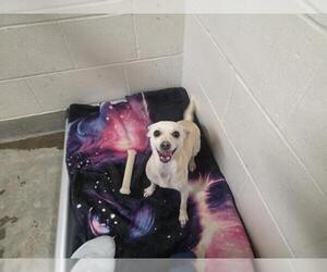 Chihuahua Dogs for adoption in Jackson, CA, USA