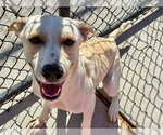 PRINCE CHARMING - Male Labrador Retriever Dog for Adoption - Small photo