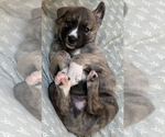 Puppy Andy Jr Alaskan Husky-Whippet Mix