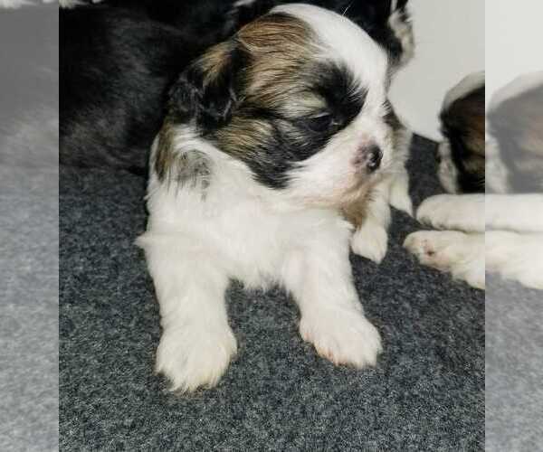 Medium Photo #5 Shih Tzu Puppy For Sale in O BRIEN, FL, USA