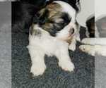 Small Photo #5 Shih Tzu Puppy For Sale in O BRIEN, FL, USA