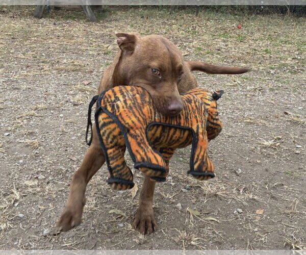 Medium Photo #2 Chocolate Labrador retriever-Unknown Mix Puppy For Sale in Anniston, AL, USA