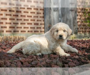 Medium English Cream Golden Retriever