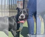 Small American Pit Bull Terrier Mix