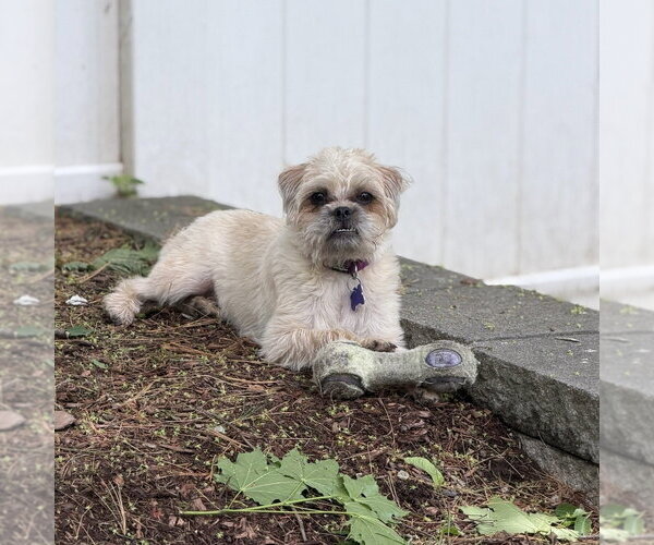 Medium Photo #4 Shiffon Puppy For Sale in Oak Bluffs, MA, USA