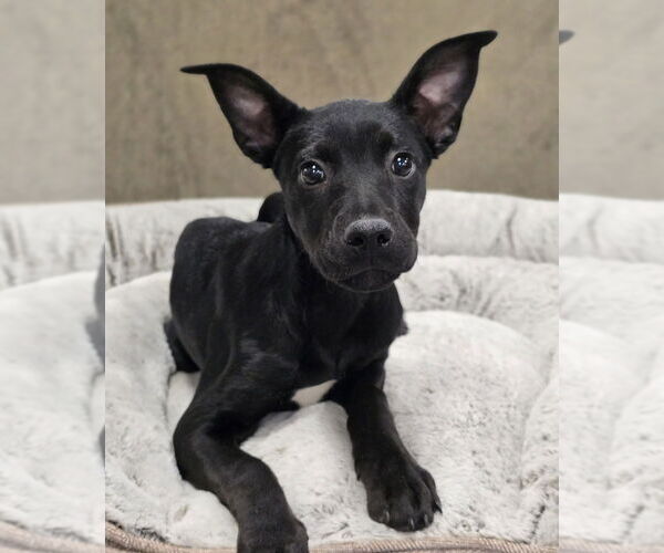 Medium Photo #13 Labrottie Puppy For Sale in Lakewood, CO, USA