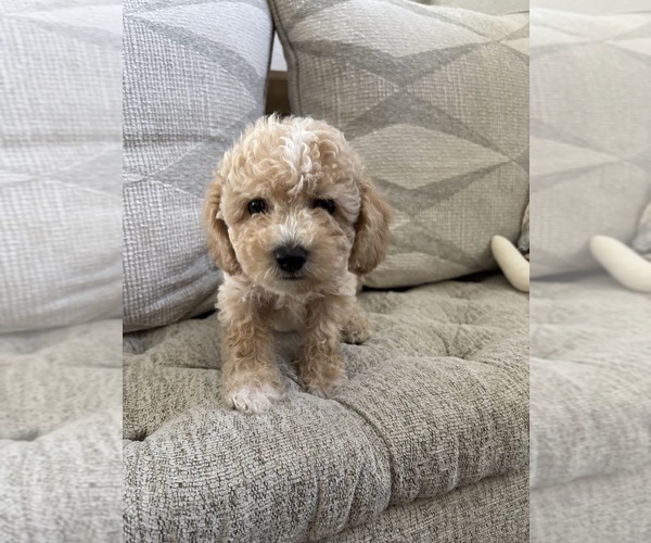 Medium Photo #13 Bichpoo Puppy For Sale in NORTH PORT, FL, USA