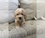 Small #12 Bichpoo
