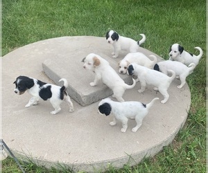 Llewellin Setter Puppy for sale in WHEATLAND, WY, USA