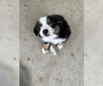 Puppy Puppy 5 Australian Shepherd