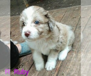 Aussiedoodle Puppy for sale in MARION, TX, USA