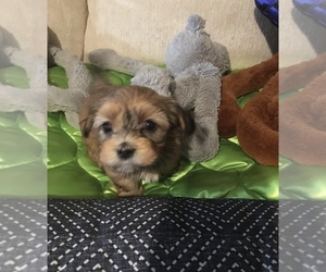 Havanese Puppy for sale in LIVONIA, MI, USA