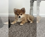 Small Photo #2 Pomeranian Puppy For Sale in MARTINSVILLE, IN, USA
