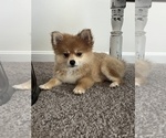 Small #1 Pomeranian