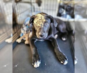 Labrador Retriever-Unknown Mix Dogs for adoption in Oak Bluffs, MA, USA