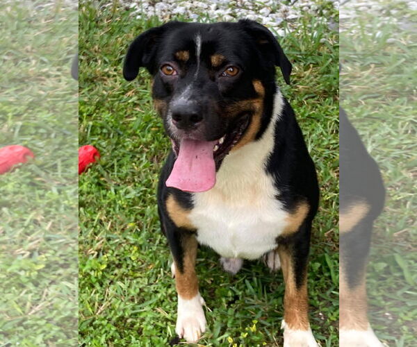 Medium Photo #1 Mutt Puppy For Sale in Ridgefield, CT, USA