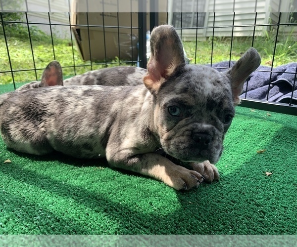 Medium Photo #8 French Bulldog Puppy For Sale in CUMMING, GA, USA