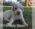 Puppy Puppy 7 Goldendoodle