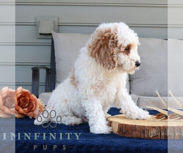 Medium Photo #5 Cavapoo (Miniature) Puppy For Sale in LEOLA, PA, USA