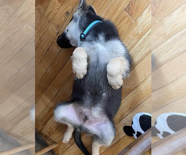 Medium Photo #4 Mutt Puppy For Sale in Andover, MN, USA