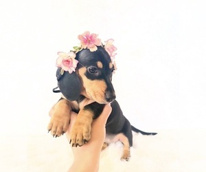 Dachshund Puppy for sale in DAVIS, CA, USA