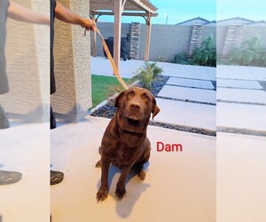 Mother of the Labrador Retriever puppies born on 07/05/2026