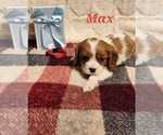 Puppy Max Cavalier King Charles Spaniel