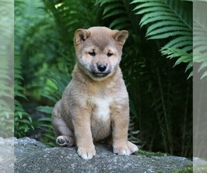 Shiba Inu Puppy for sale in FREDERICKSBG, OH, USA