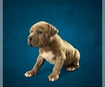 Puppy Puppy 2 American Bully