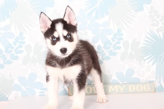 Siberian Husky Puppy for sale in NAPLES, FL, USA