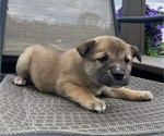 Small #3 Alaskan Husky-Border Collie Mix