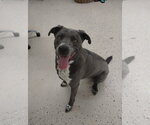 Small #1 Border Collie Mix