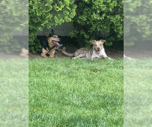 Medium Photo #4 Mutt Puppy For Sale in Garden City, NY, USA