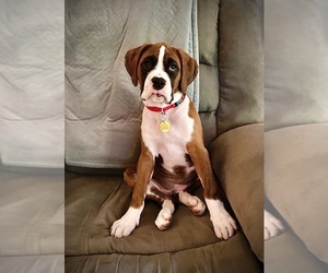 Boxer Puppy for sale in DEERFIELD, IL, USA