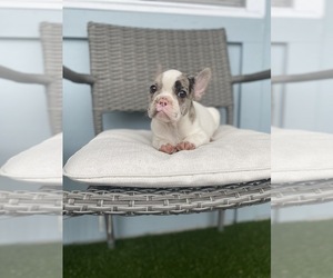 French Bulldog Puppy for sale in ORLANDO, FL, USA