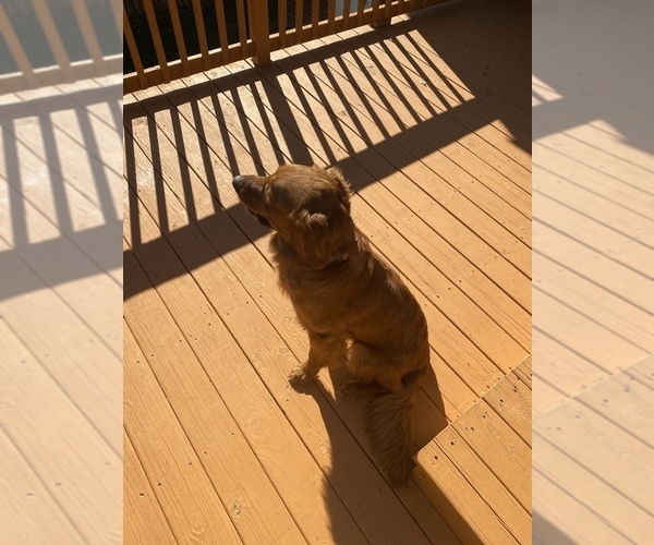 Medium Photo #3 Golden Retriever Puppy For Sale in FRANKLIN, TN, USA