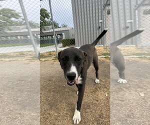 Labrador Retriever-Unknown Mix Dogs for adoption in San Diego, CA, USA