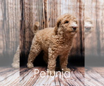 Puppy 3 English Shepherd-Poodle (Standard) Mix