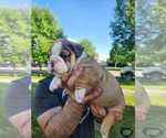 Small #2 Olde English Bulldogge