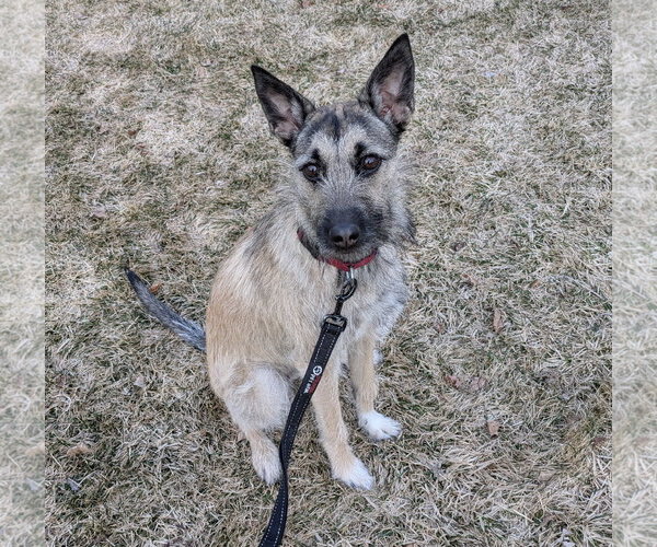 Medium Photo #2 Mutt Puppy For Sale in Brooklyn Center, MN, USA