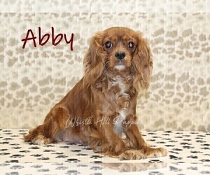 Mother of the Cavapoo puppies born on 03/22/2025