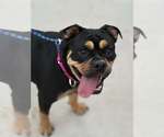 Small #2 English Bullweiler